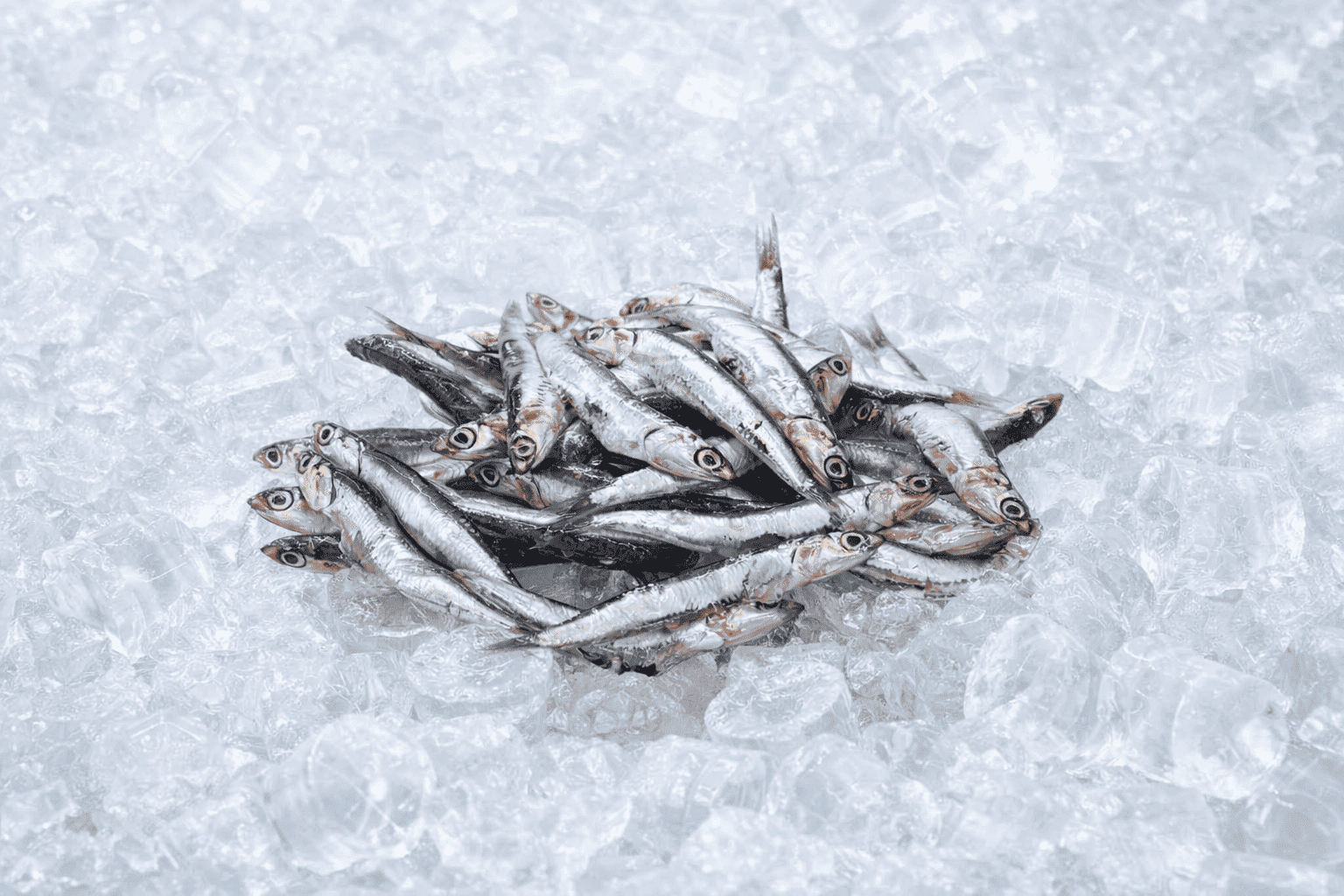 Gavros (fresh from Greece)