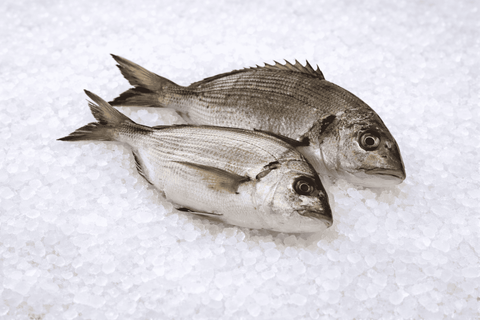 White Sea Beam (local)